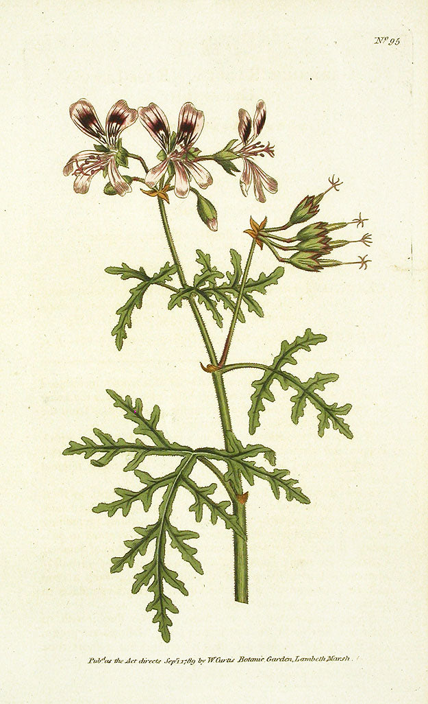 1787 Curtis Rasp-Leav'd Geranium CFV95