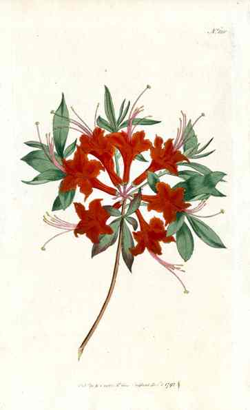 1787 Curtis Red Lychnis CURV62