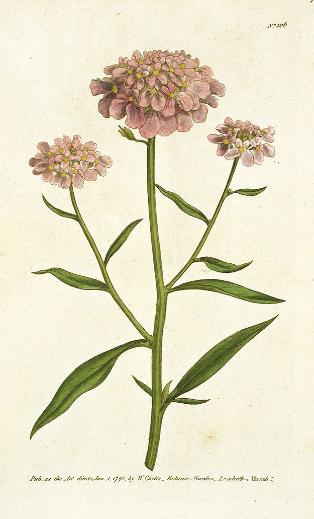 1787 Curtis Saffron-colour'd Ixia CFV106