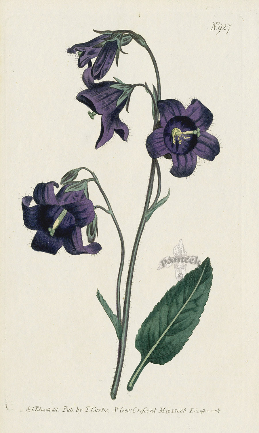 1787 Curtis Sage-Leaved Bell-Flower CBR127