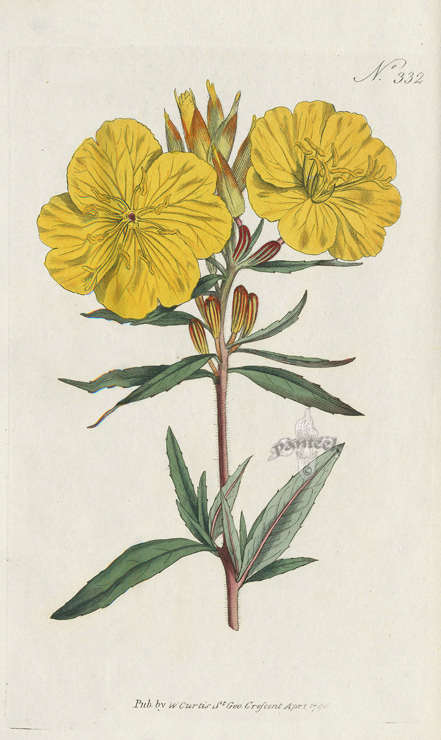1787 Curtis Shrubby Oenothera CBR64