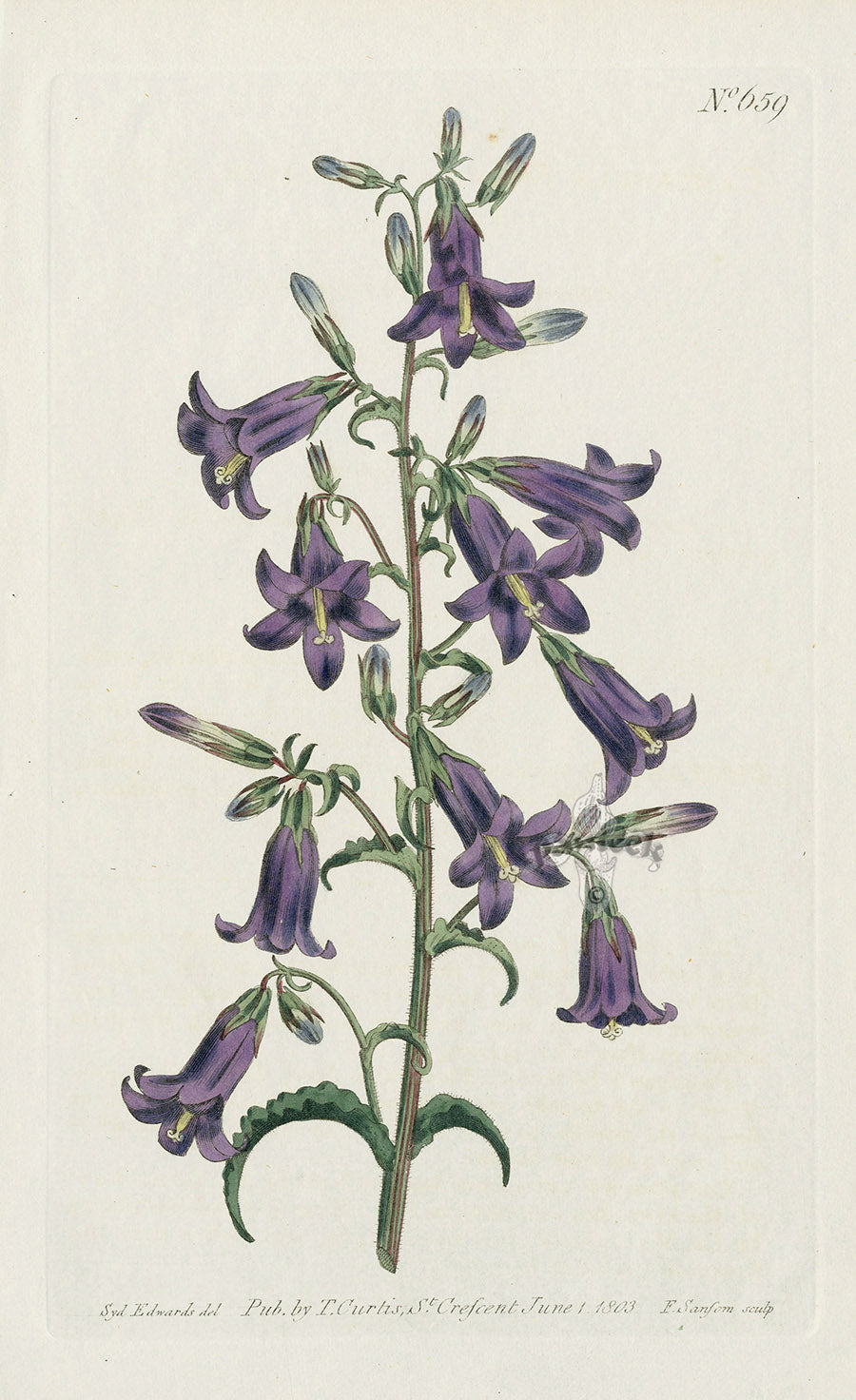 1787 Curtis Siberian Bell-Flower CBR131