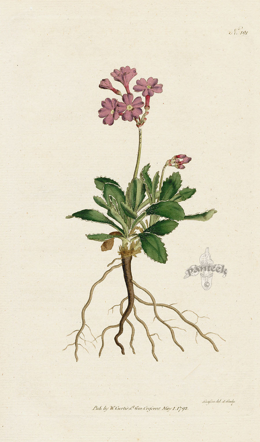 1787 Curtis Narrowest-Leav'd Willow-herb CFV76