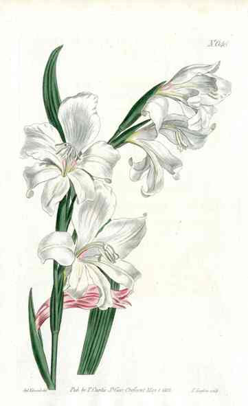1787 Curtis Snow White Gladiolus CURV38