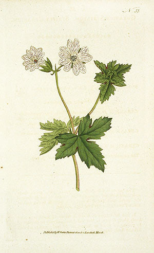 1787 Curtis Striped Geranium CFV55