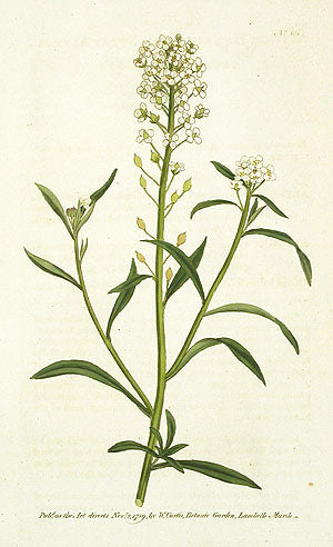 1787 Curtis Sweet Alyssum CFV101