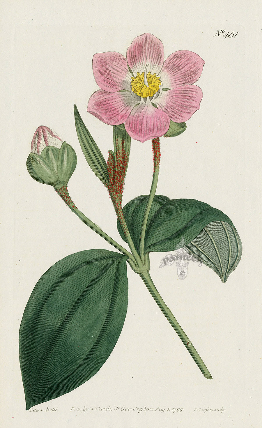 1787 Curtis Three-Ribbed Blakea CBR88
