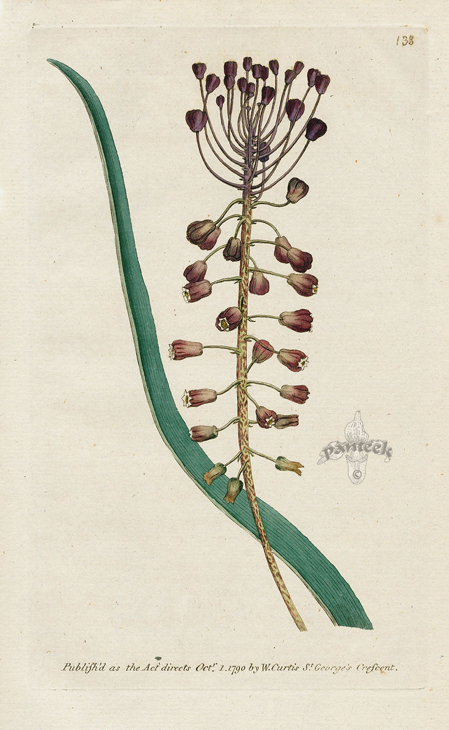 1787 Curtis Two Coloured, or, Tassel Hyacinth CFE229
