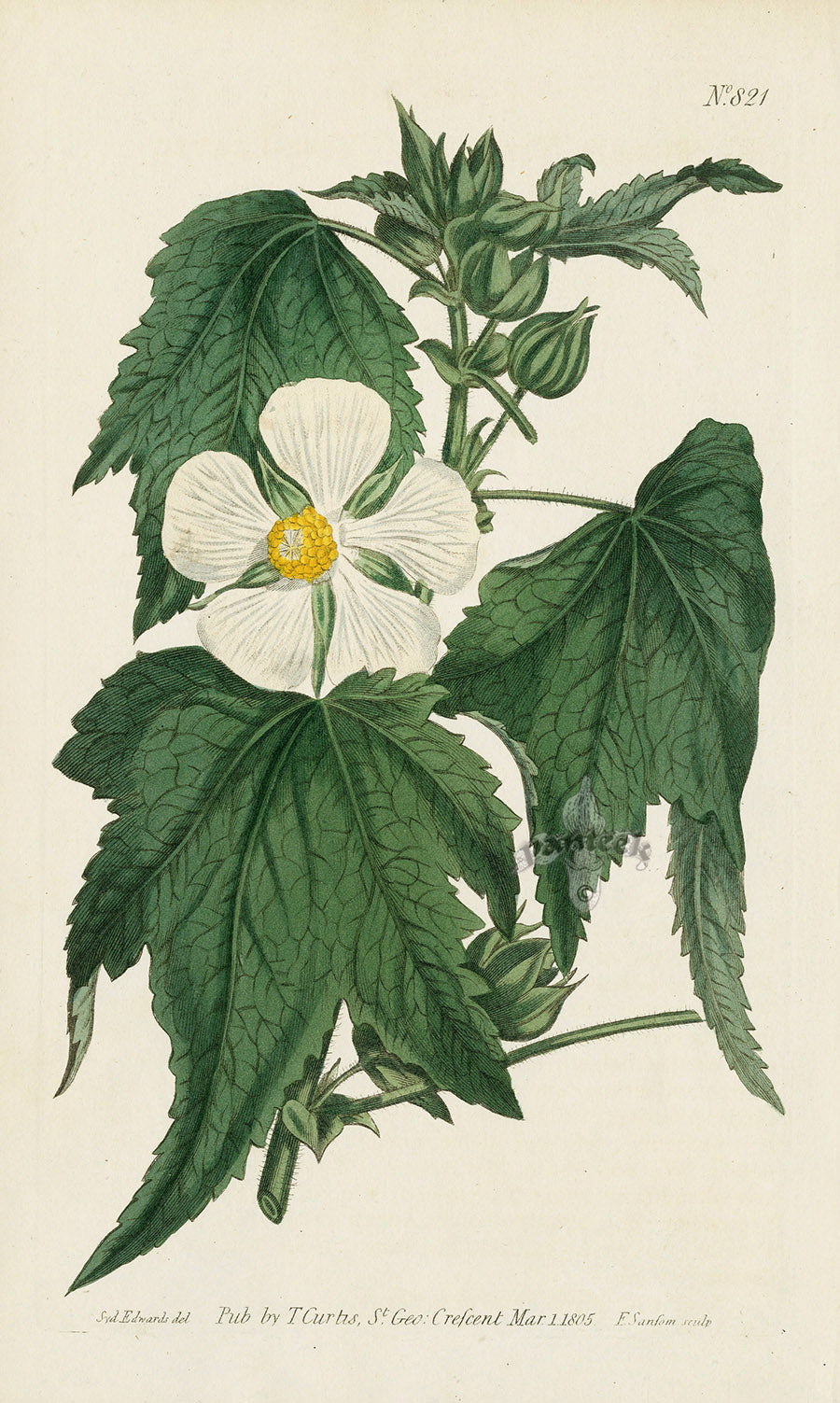 1787 Curtis Vine-Leaved Kitaibelia CBR151