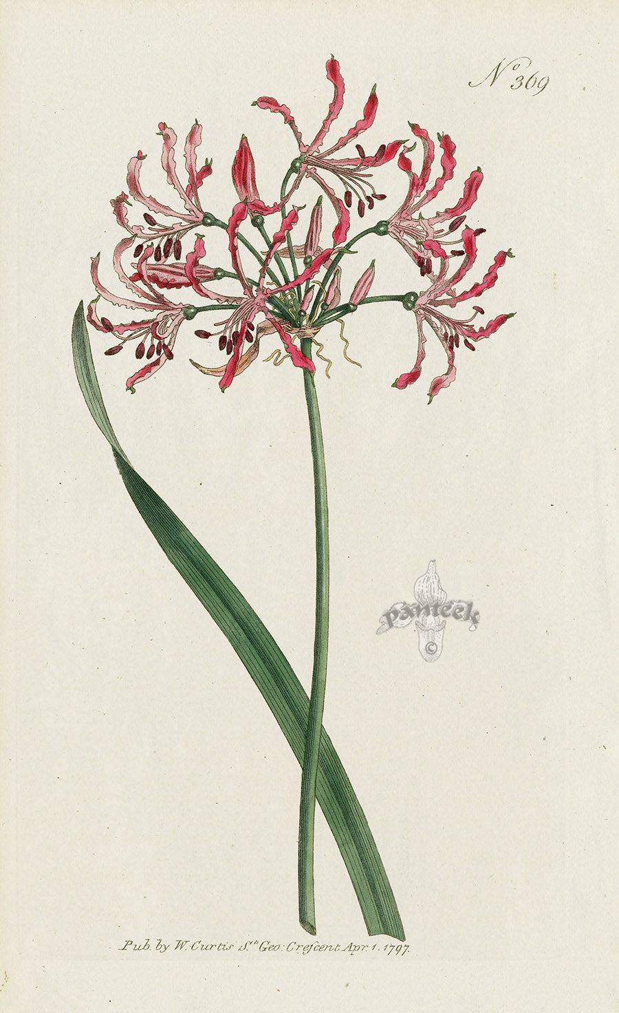 1787 Curtis Waved-Flowered Amaryllis CBR107