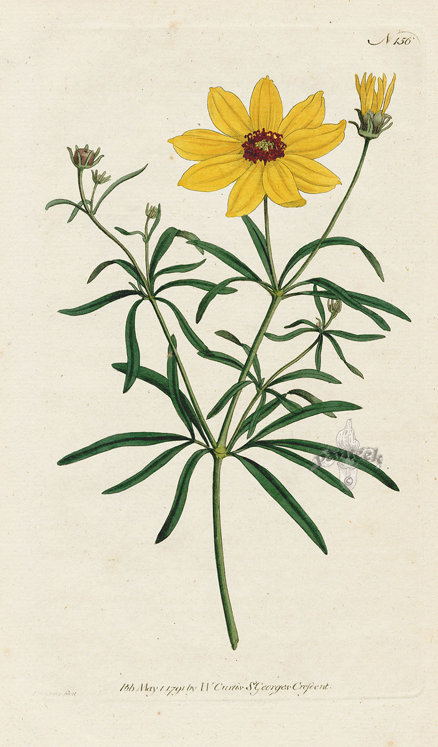 1787 Curtis Whorled Coreopsis CFE297