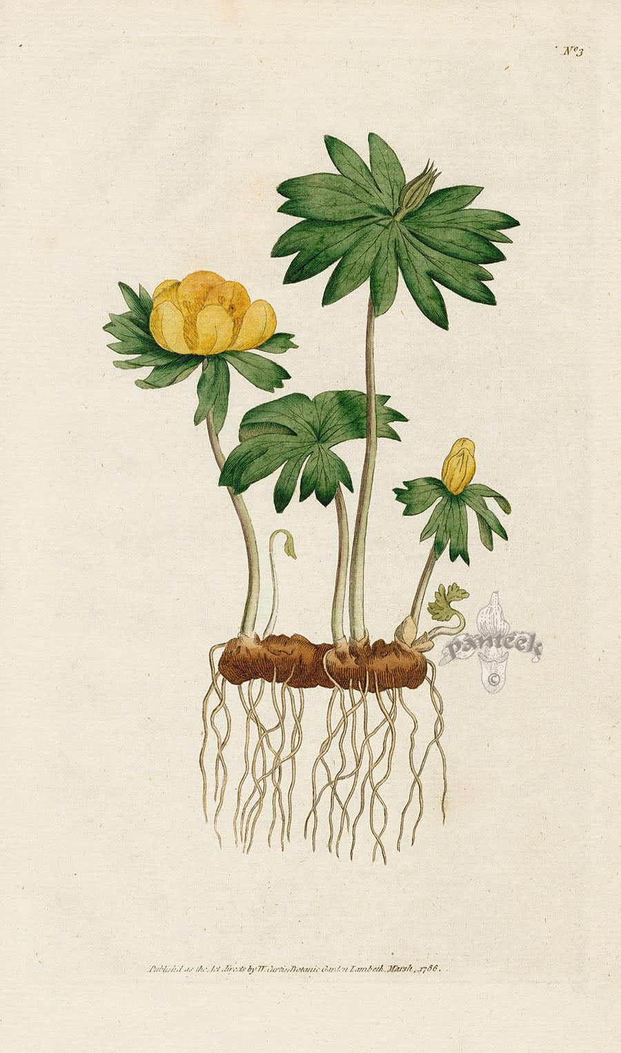 1787 Curtis Winter Hellebore, or Aconite CFE215