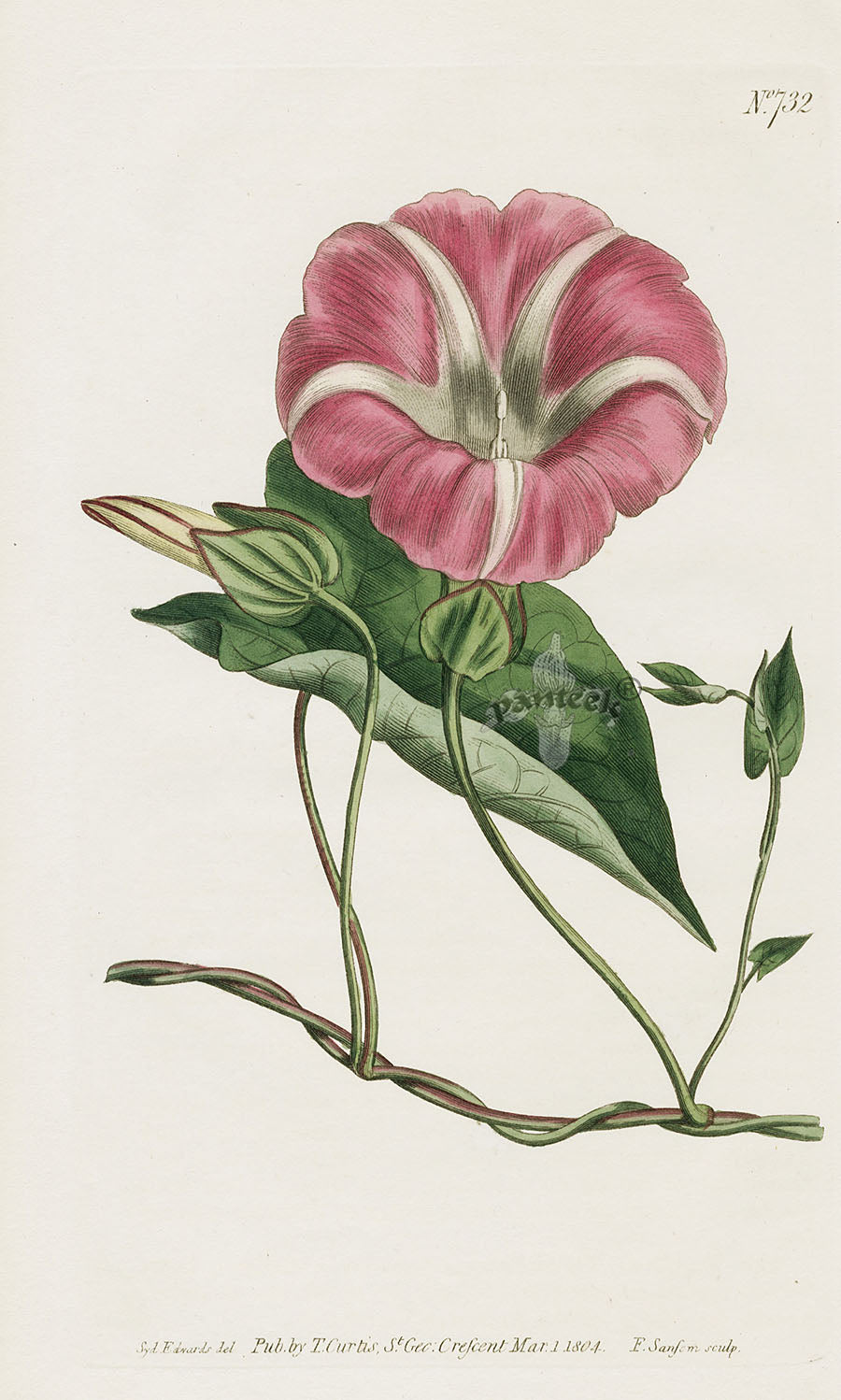 1800 Curtis American Bindweed