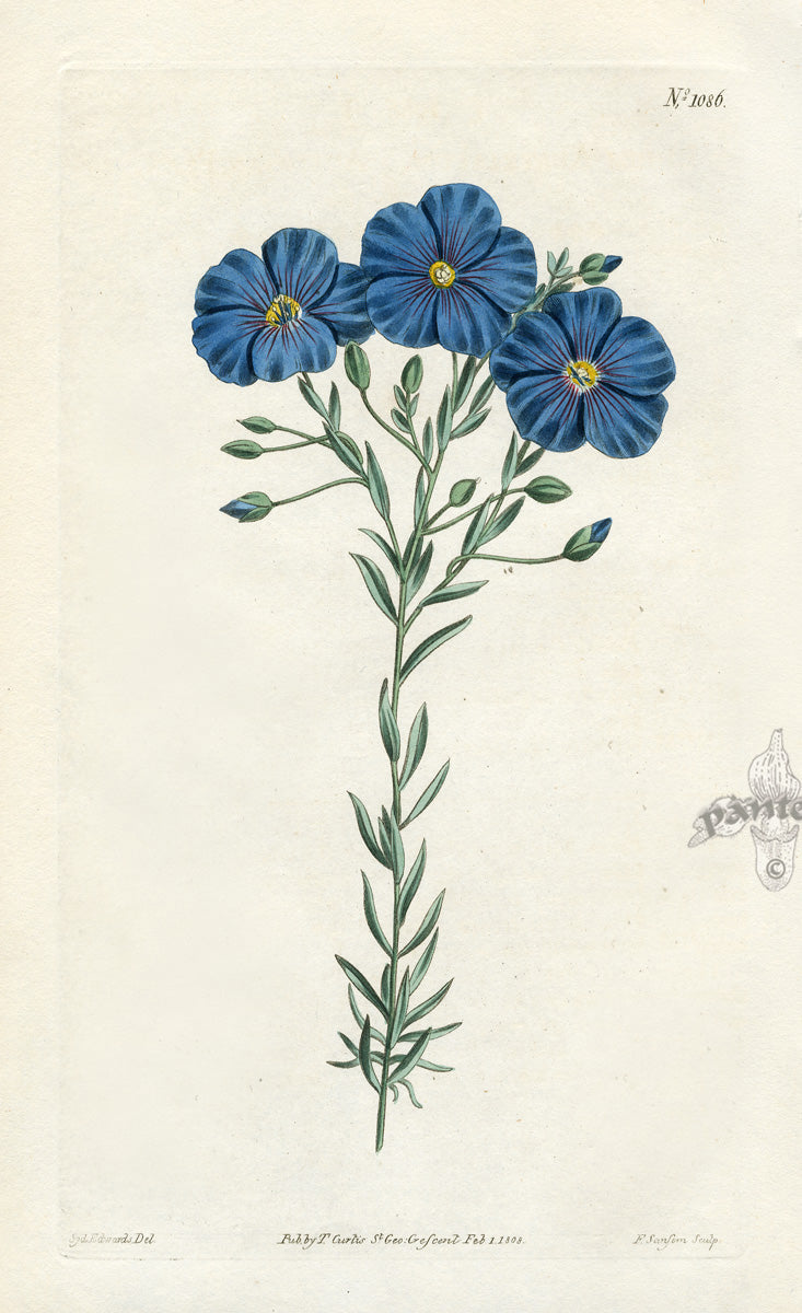 1800 Curtis Austrian Flax