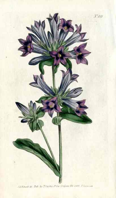 1800 Curtis Blue Bellflower