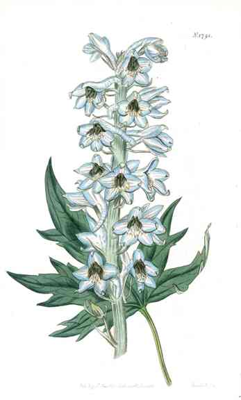1800 Curtis Blue Delphinium