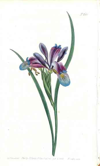 1800 Curtis Blue Grass Iris