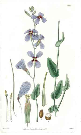 1800 Curtis Blue Moricandia