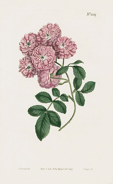 1800 Curtis Bramble-Flowered Rose