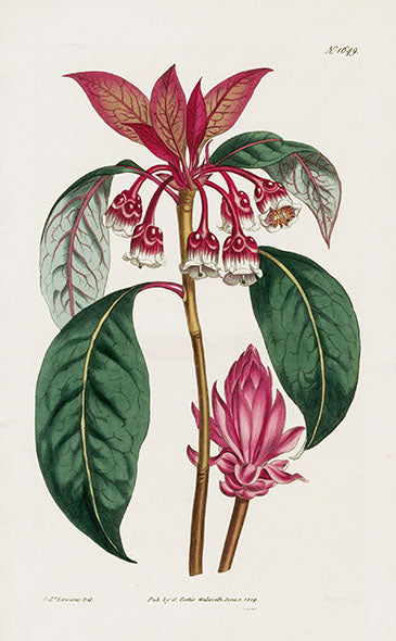 1800 Curtis Canton Enkianthus