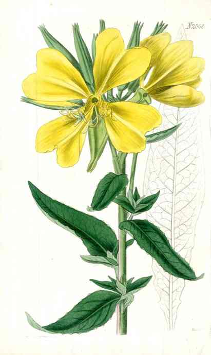 1800 Curtis Carolina Evening Primrose