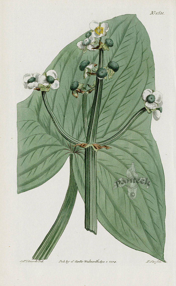 1800 Curtis Chinese Arrow-head