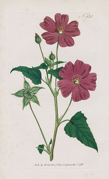 1800 Curtis Crested Sida