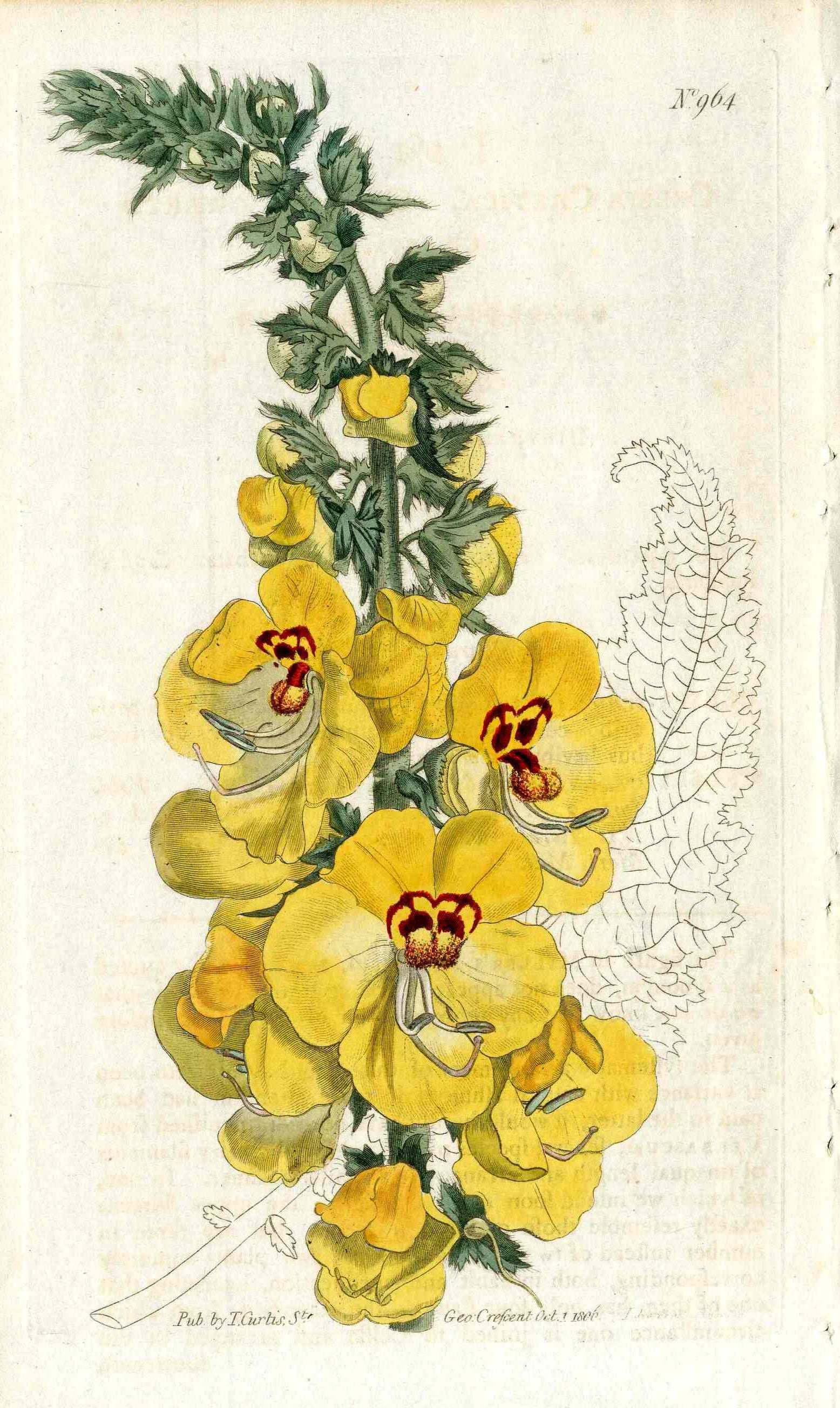 1800 Curtis Cretan Mullien