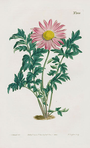 1800 Curtis Crysanthemum