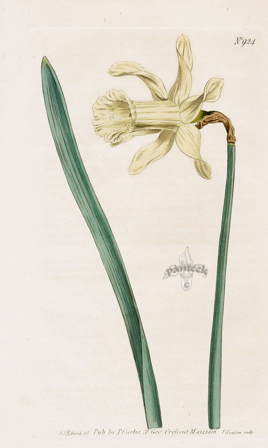 1800 Curtis Daffodil