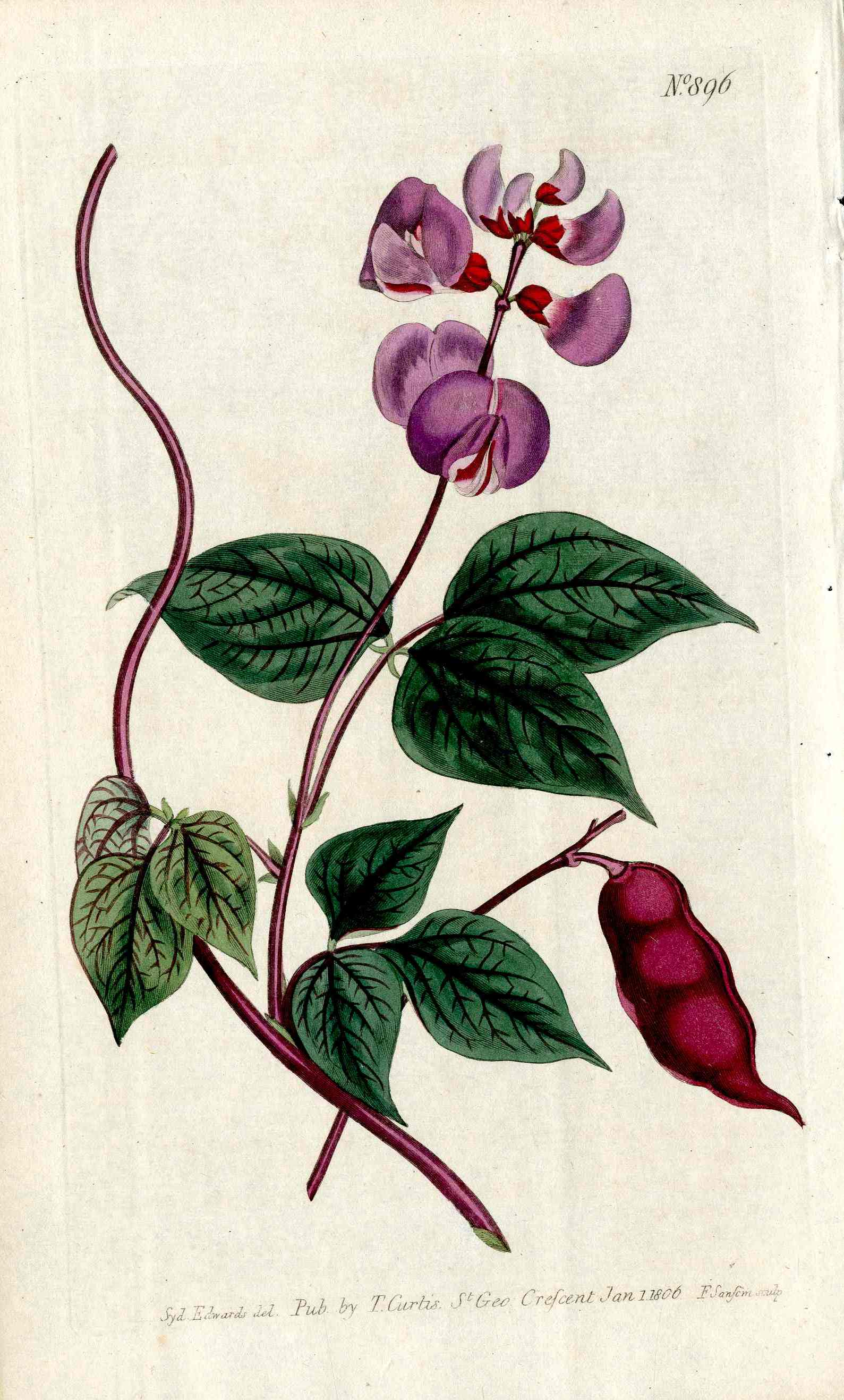 1800 Curtis Dolichos