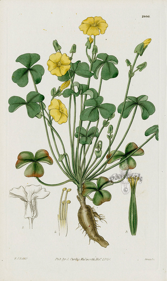 1800 Curtis Fleshy Wood Sorrel