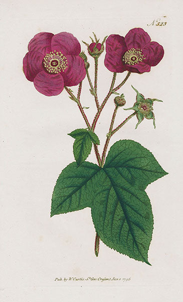 1800 Curtis Flowering Raspberry
