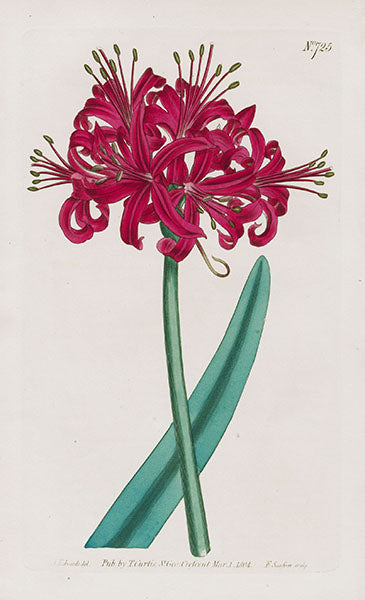 1800 Curtis Glaucons-Leaved Amaryllis