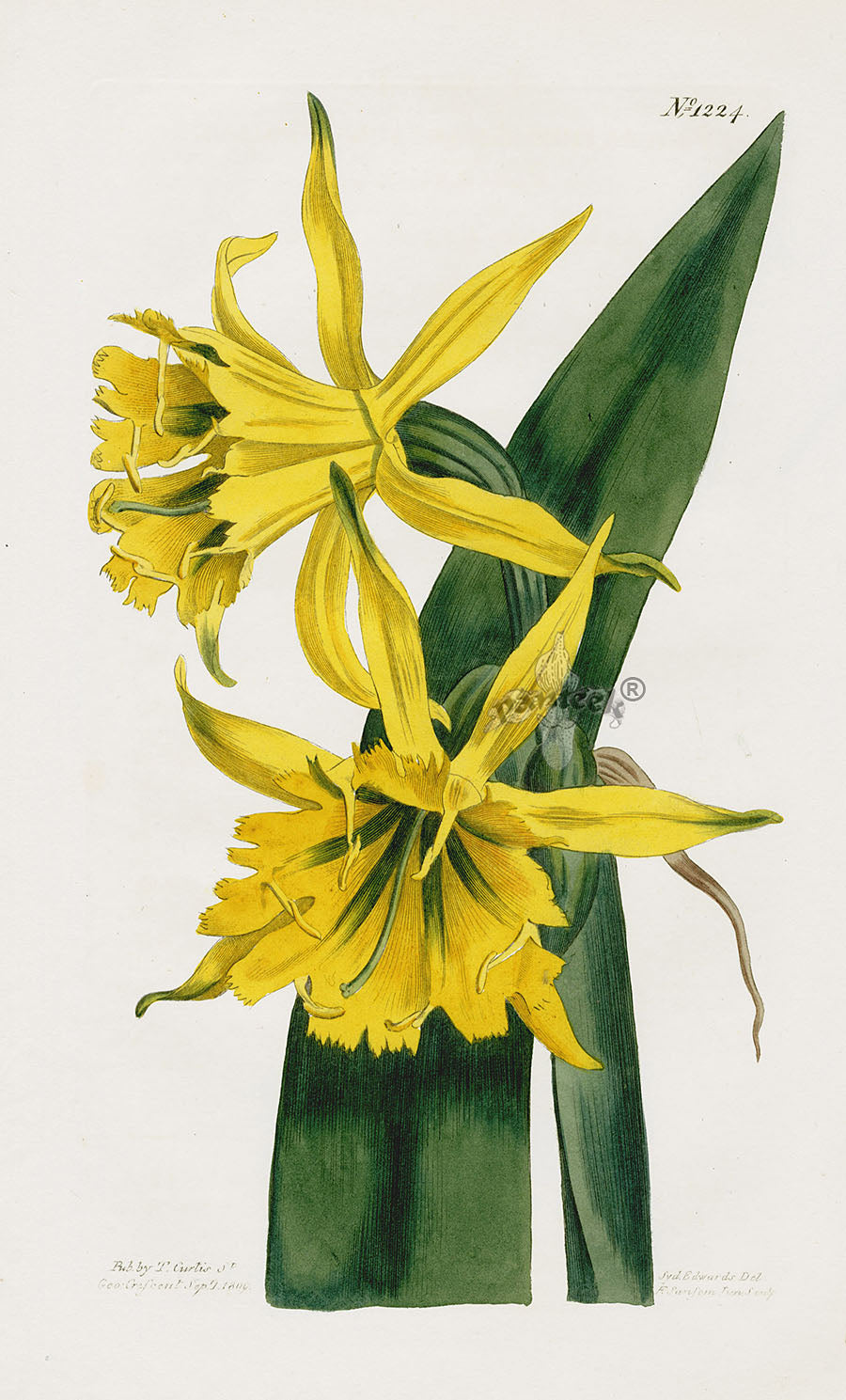 1800 Curtis Golden Lily