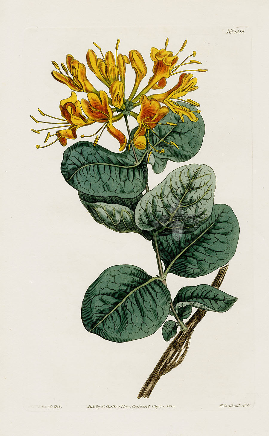 1800 Curtis Honeysuckle