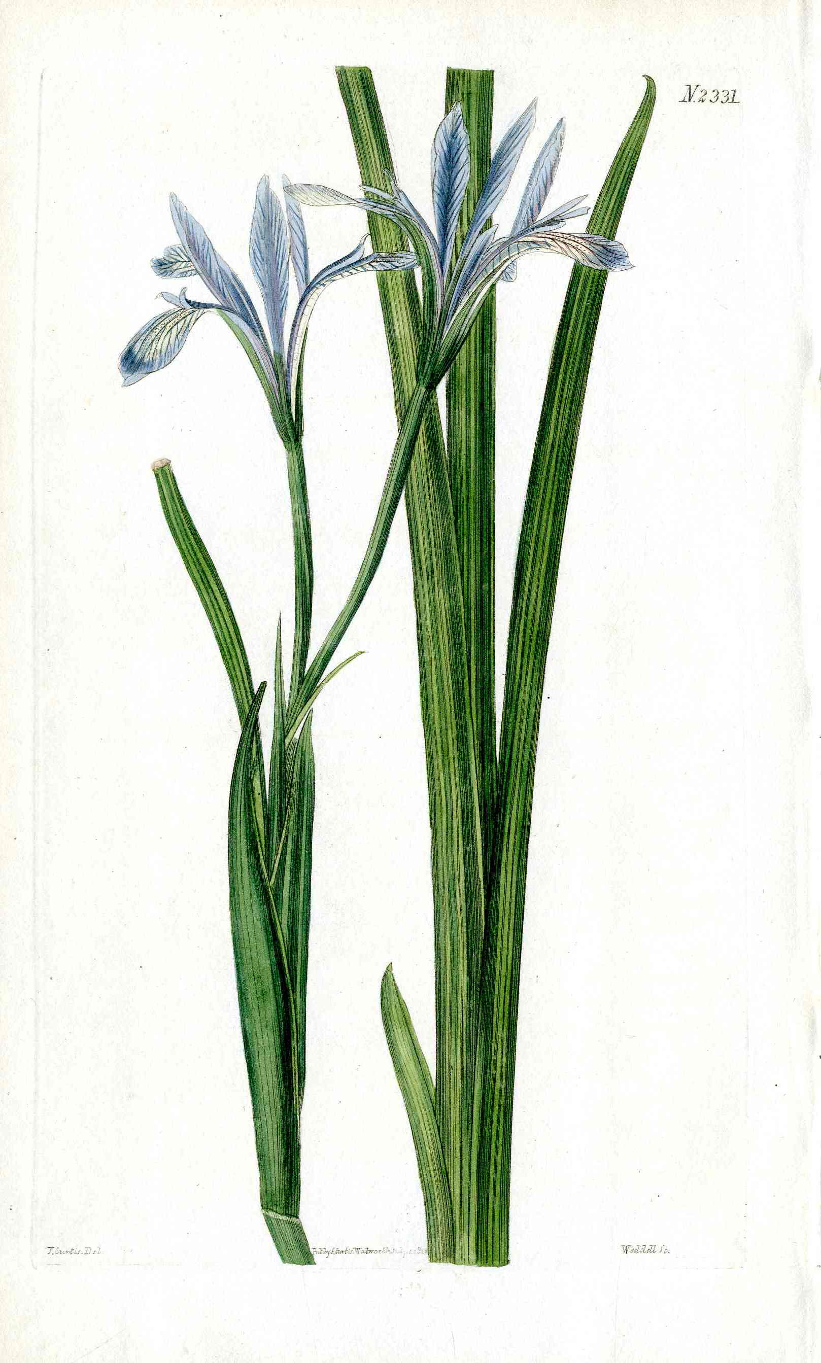 1800 Curtis Iris Pallasii