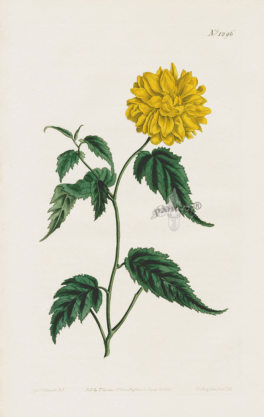 1800 Curtis Japan Corchorus