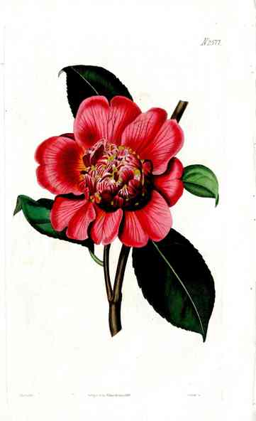 1800 Curtis Knight's Warratah