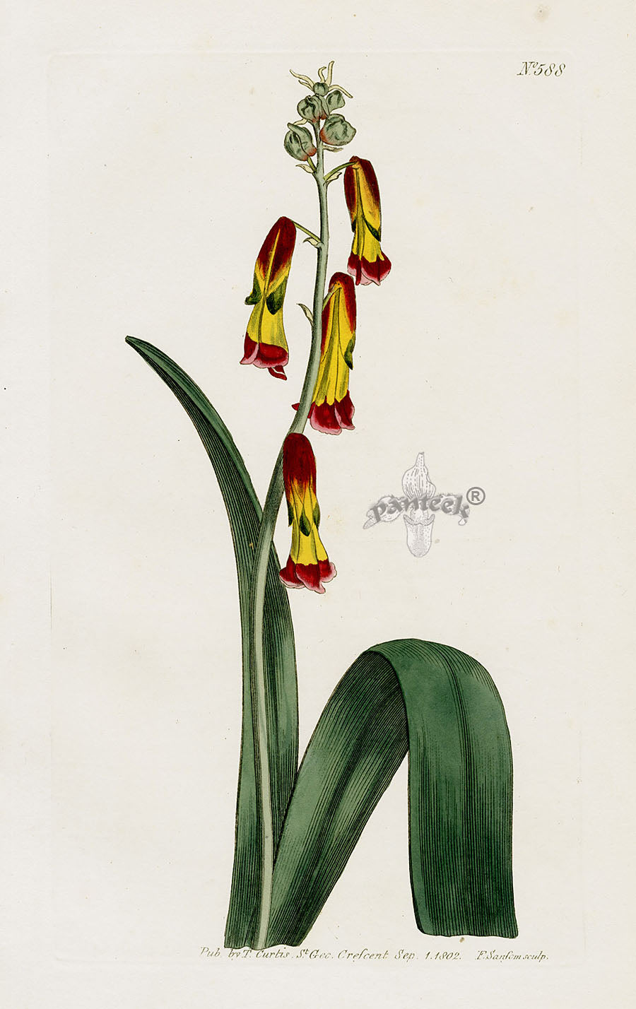 1800 Curtis Lachenalia