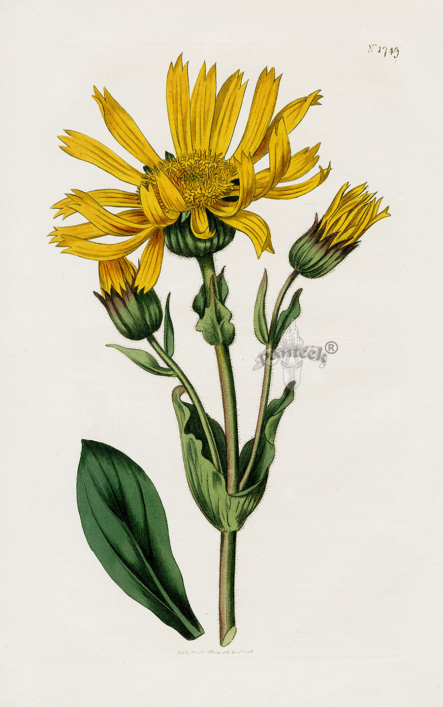 1800 Curtis Leopard's Bane