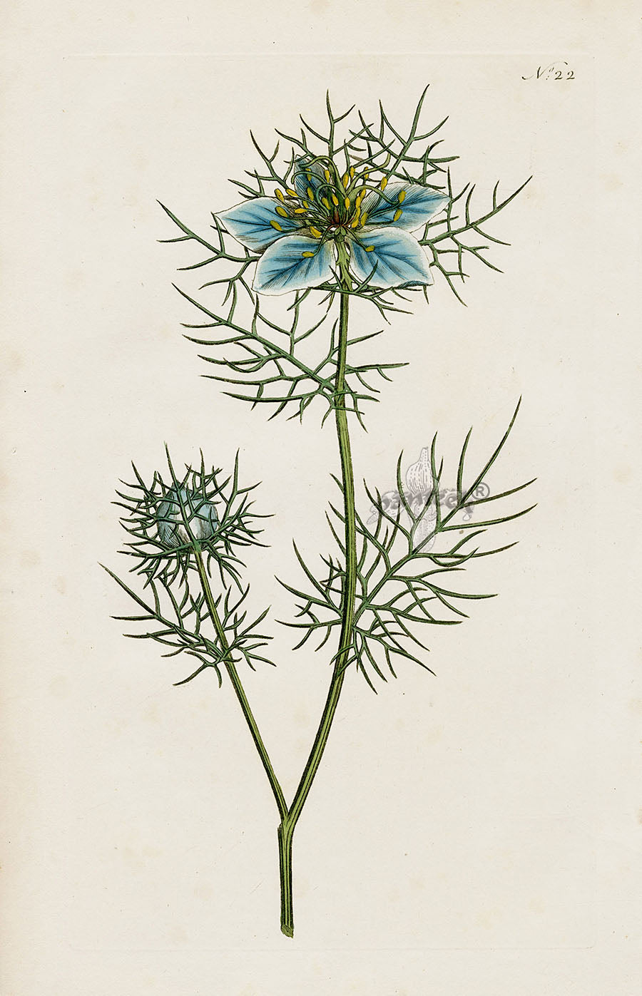 1800 Curtis Love in a Mist