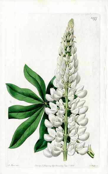 1800 Curtis Lupine