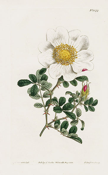 1800 Curtis Macartny's Rose