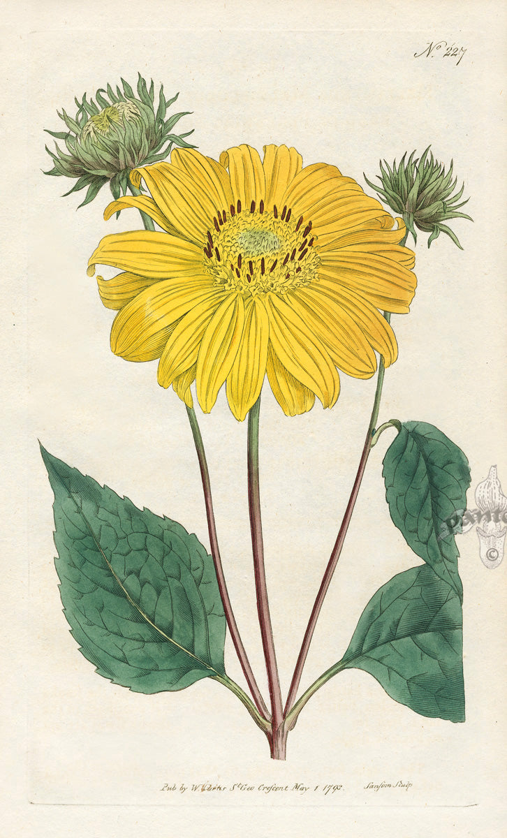 1800 Curtis Many-Flowered or Perennial Sun-Flower