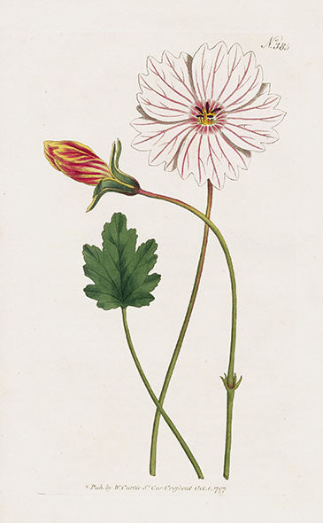 1800 Curtis Monsonia