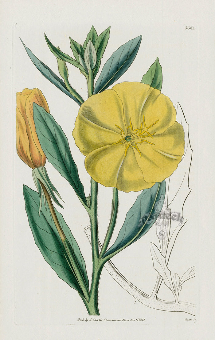 1800 Curtis Mr. Drummonds Evening Primrose