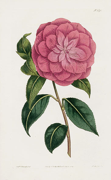 1800 Curtis Myrtle-leaved red Camellia