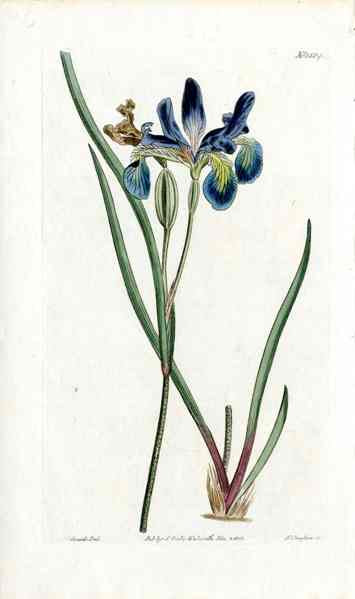 1800 Curtis New Jersey Iris