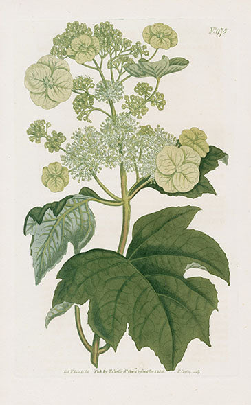 1800 Curtis Oak Leaved Hydrangea